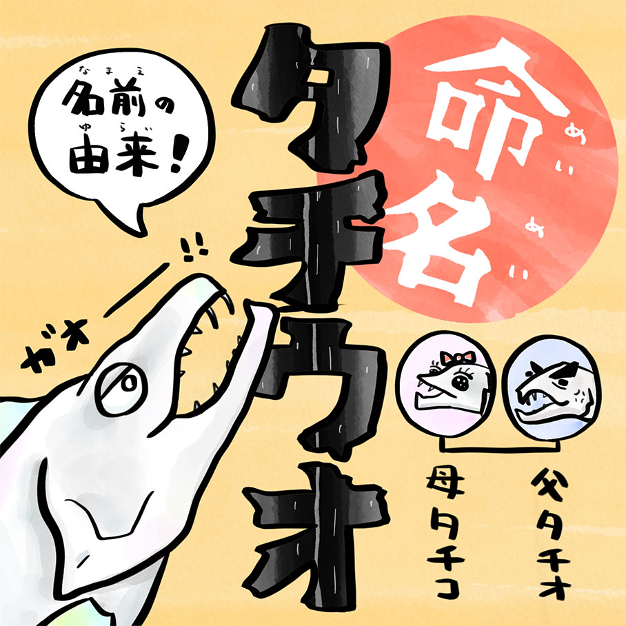 タチウオってどんなさかな？