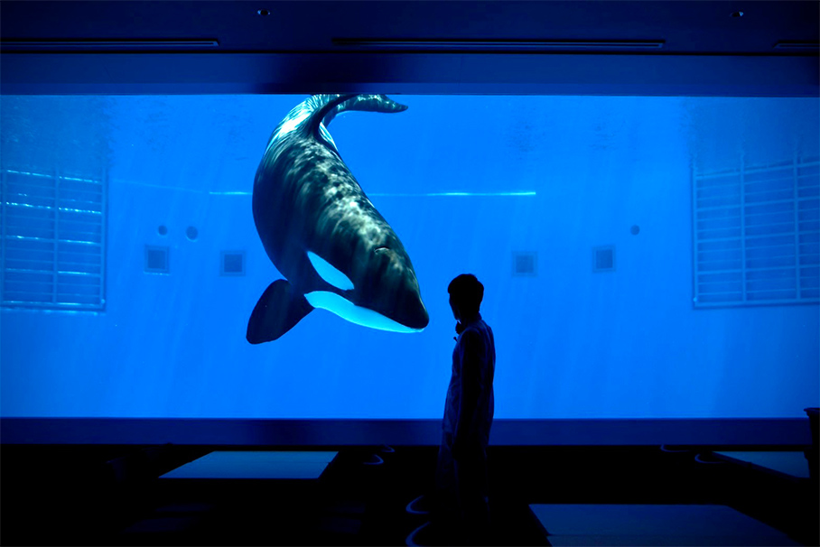 西日本でシャチに会える水族館！