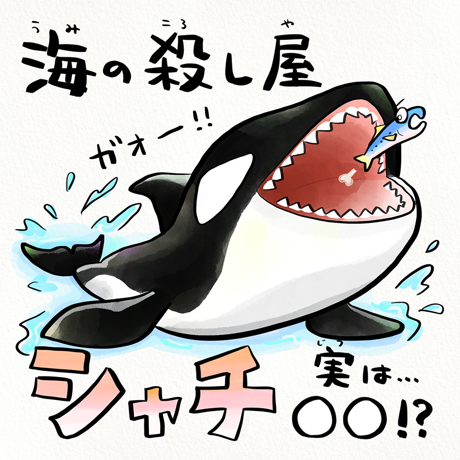 シャチを学んでみよう！