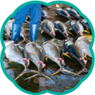 全国漁港めぐり市